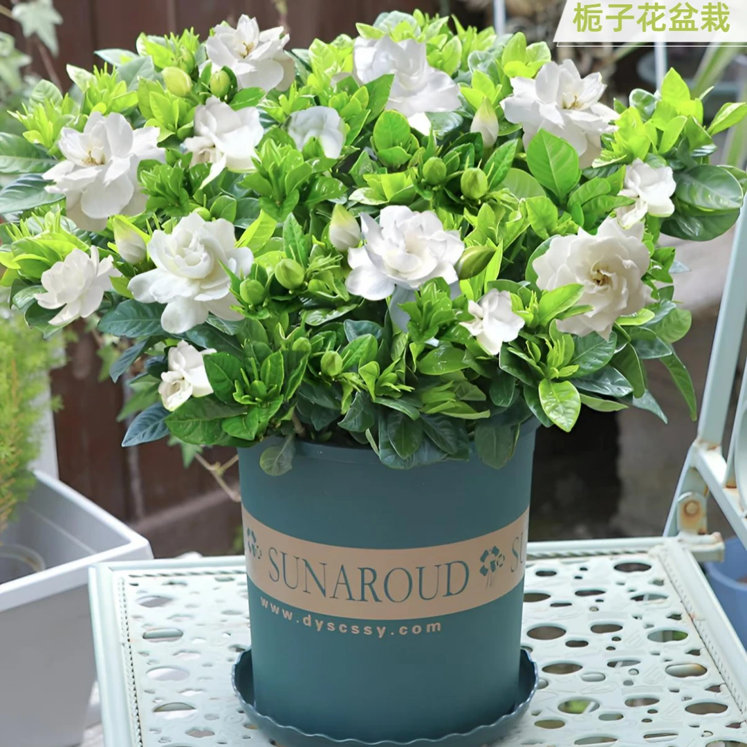 大叶栀子花盆栽幼苗花卉浓香型开花庭院阳台办公室绿植当前无花苞