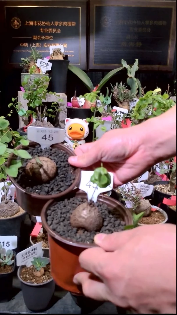 45号1226福利南非龟甲龙买一送一