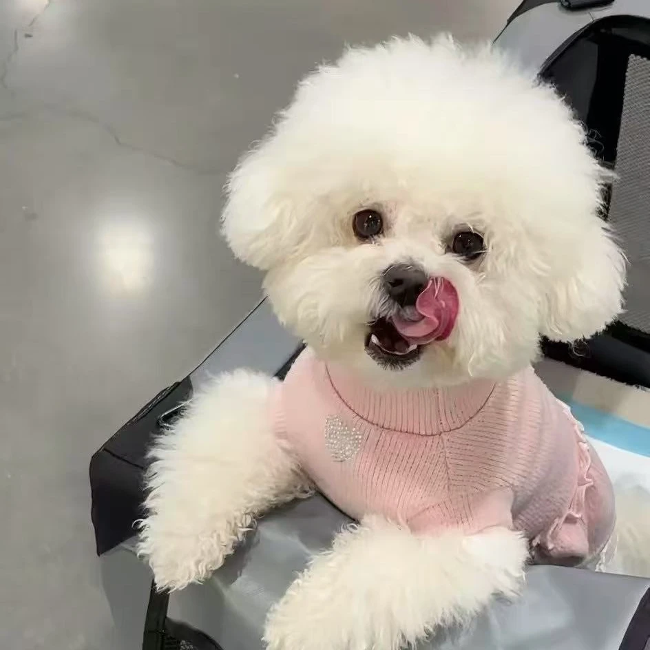 【优宠家的小型犬】活体狗狗