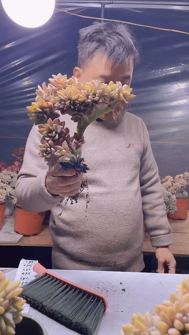 【闪购商品】缀化260