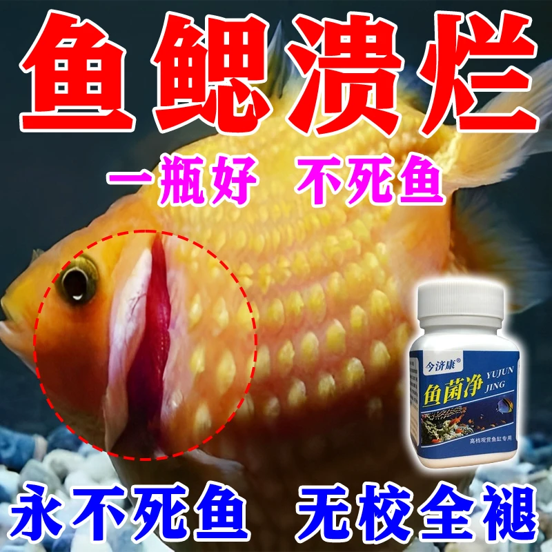 观赏鱼鱼鳃溃烂专用烂尾烂鳍白毛白点黑斑趴缸立鳞鱼鳃溃烂用什么