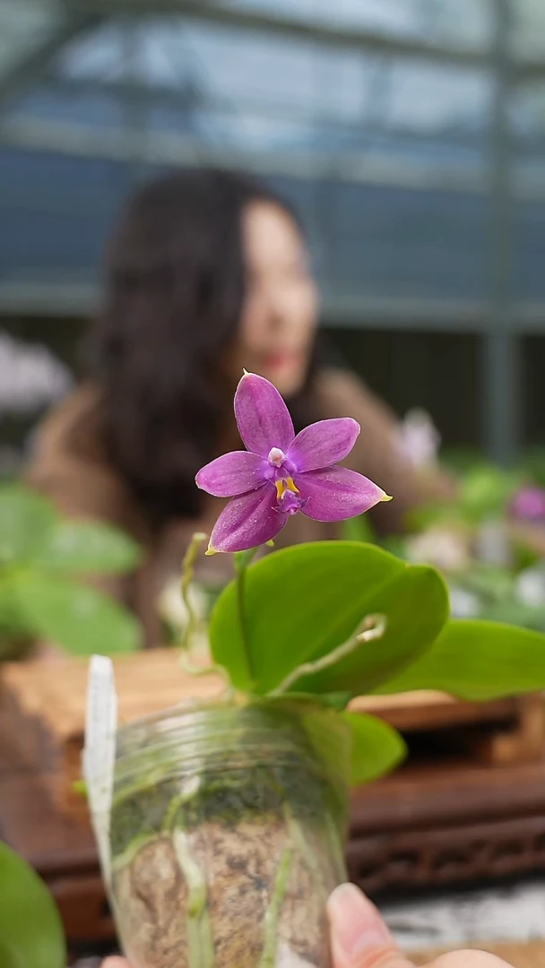 完全开放蓝色珍妮弗交蓝色印地狗