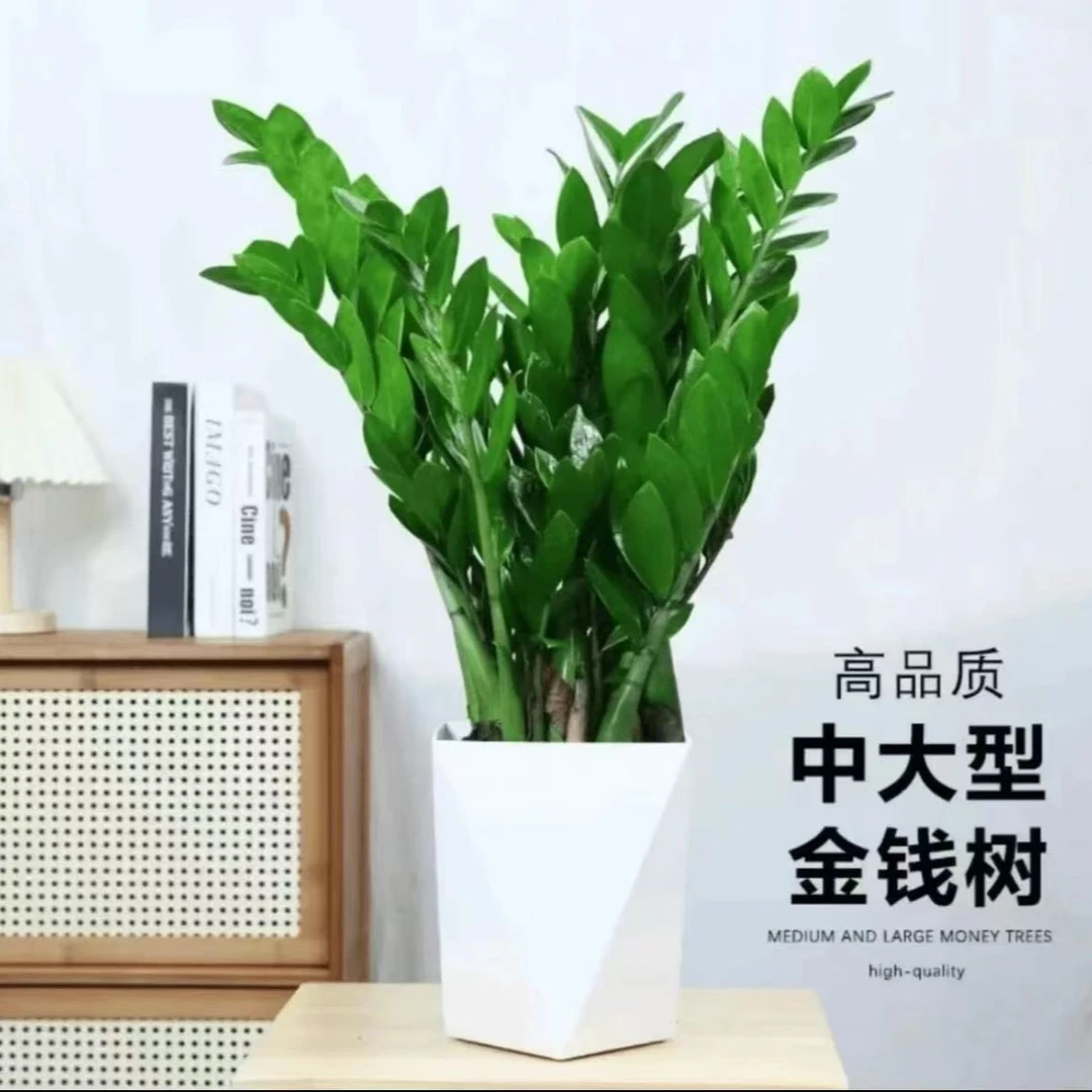 金钱树【60 - 70cm】盆栽室内客厅阳台四季常青好养绿植摇钱串子