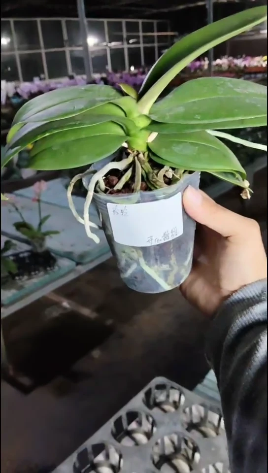 完全开放裕美福利