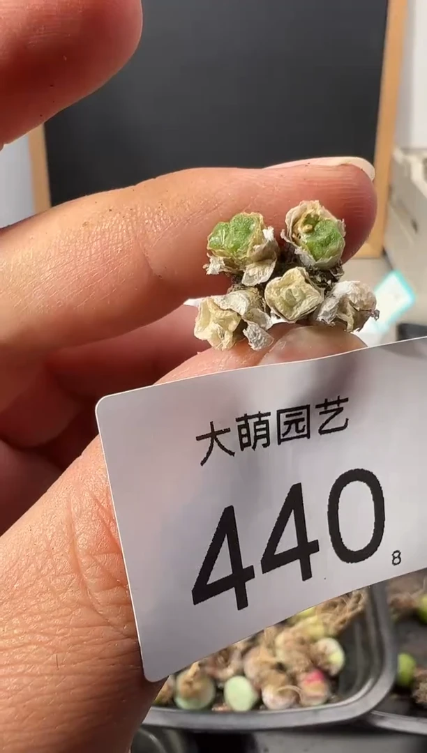 【闪购商品】+++440