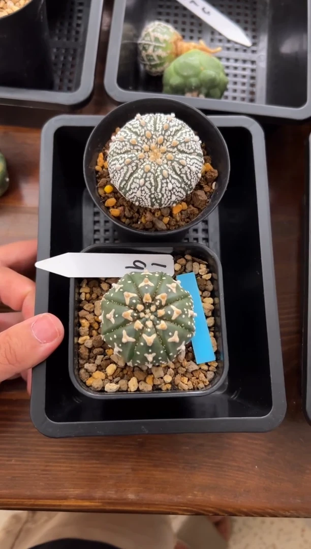 实生根星兜仙人球两颗编码19