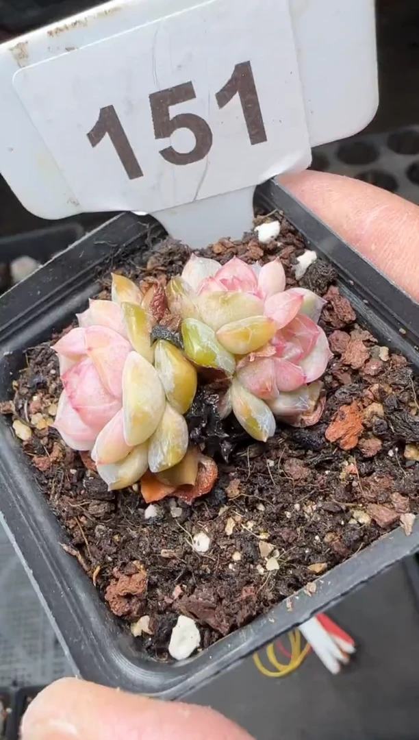 【闪购商品】一物一拍0120—151