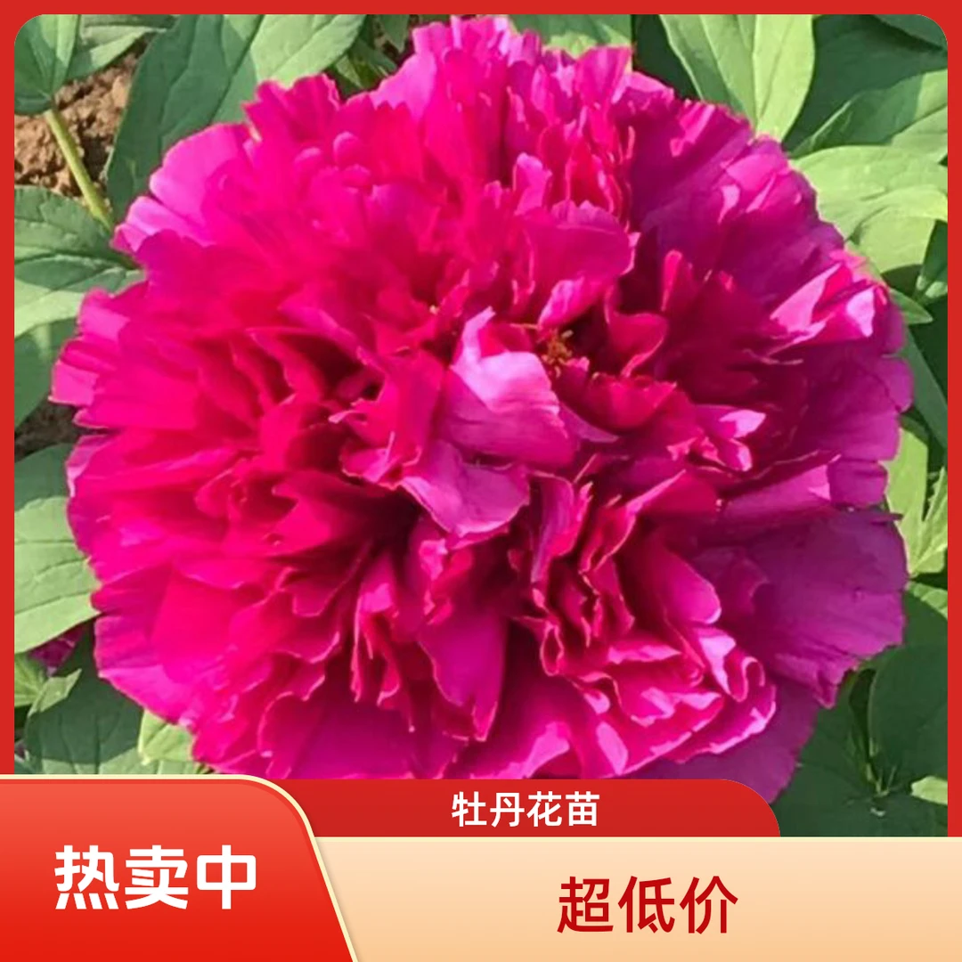 【花王】进口大花牡丹花苗菏泽基地发货