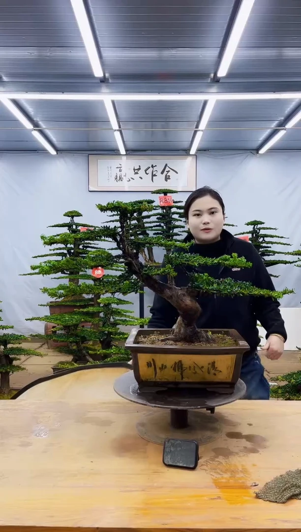 无花朵一物一拍，所见即所得