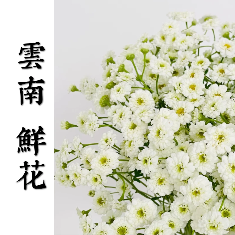 鲜花甄选【小女孩（洋甘菊）】云南鲜花基地直发