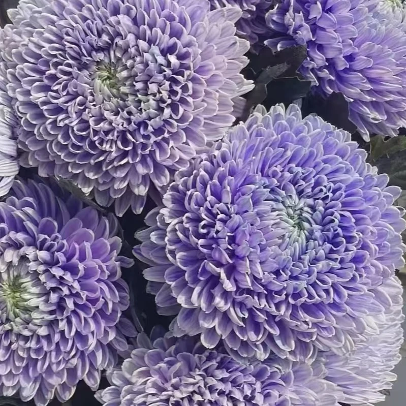 牡丹菊：薰衣草紫1扎