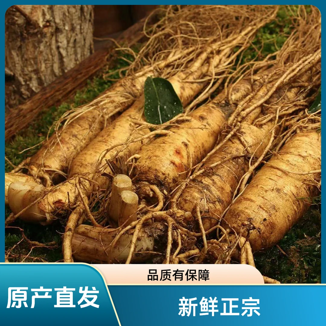 1【煲汤泡酒】正宗长白山新鲜人参 东北特产 原产地直发