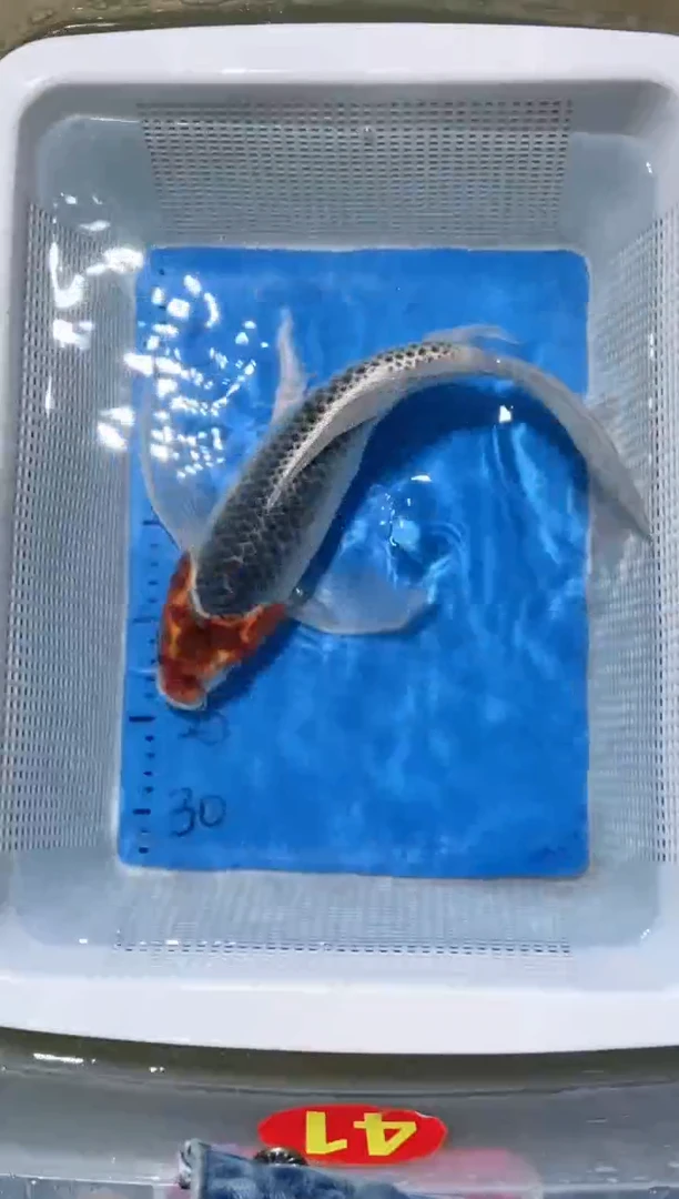 锦鲤锦鲤蝴蝶鲤鱼拍开箱视频包售后