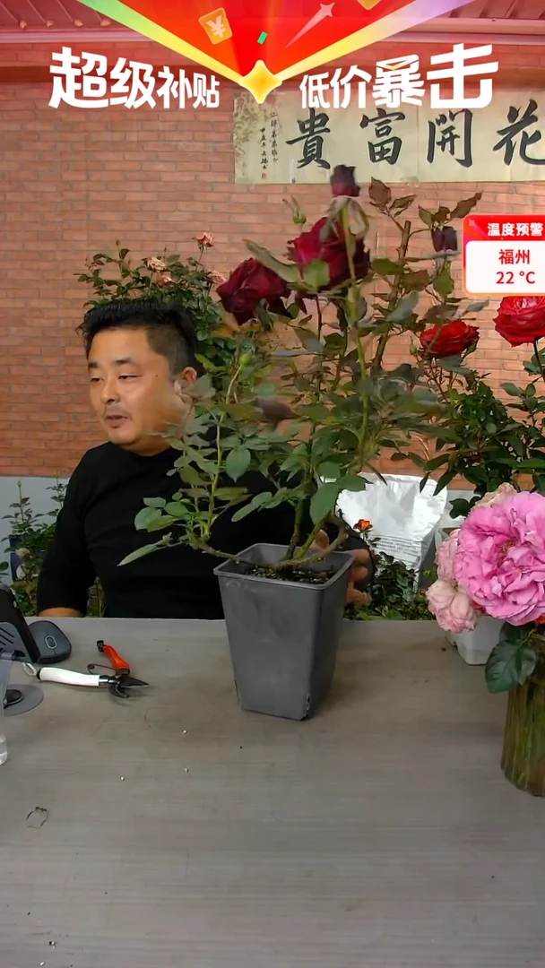 当前无花朵，栽培后可花朵暗香