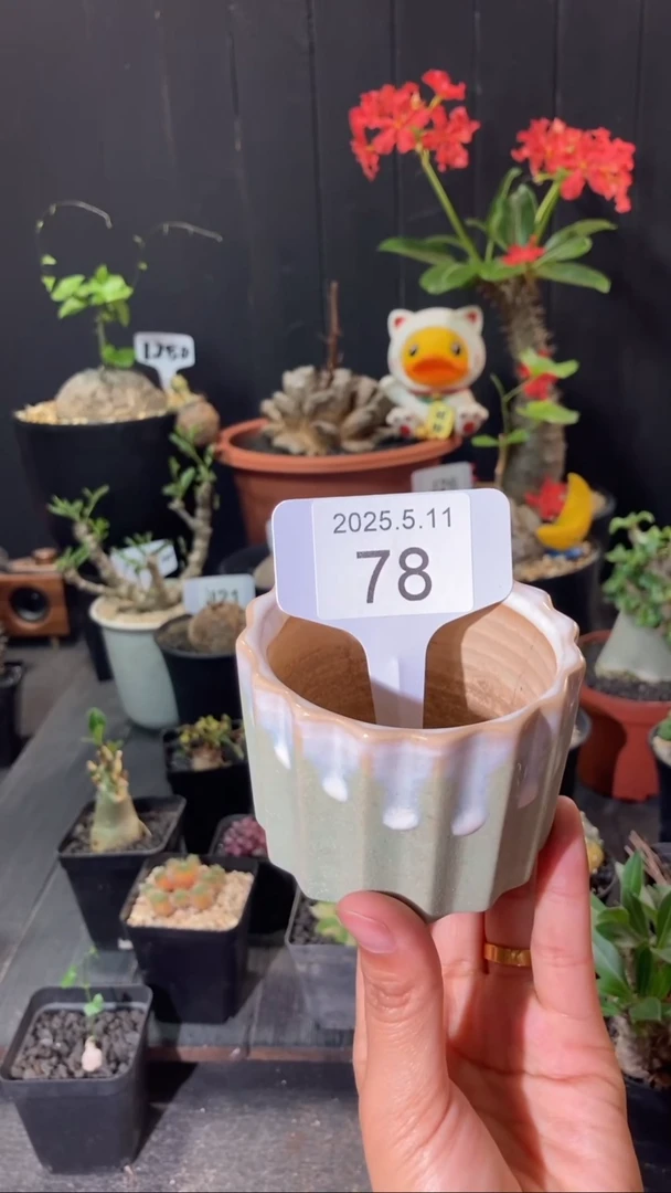 78号5.11  集赞花盆福利1个