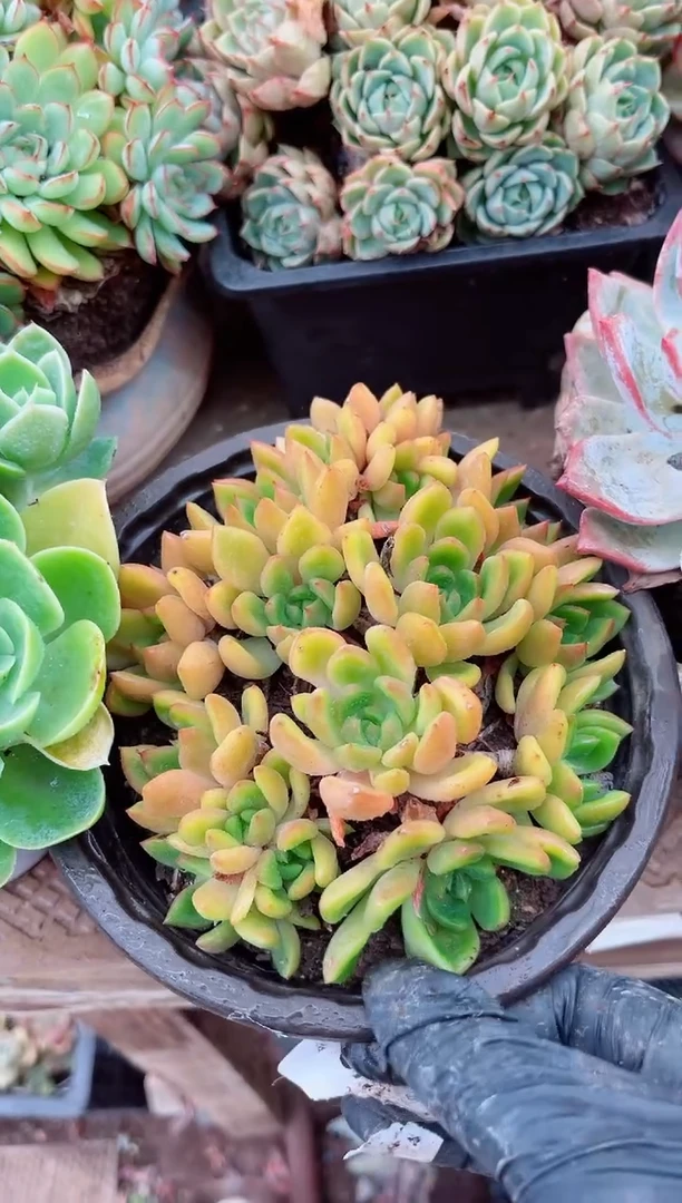 ?****?26043多肉植物一物一拍