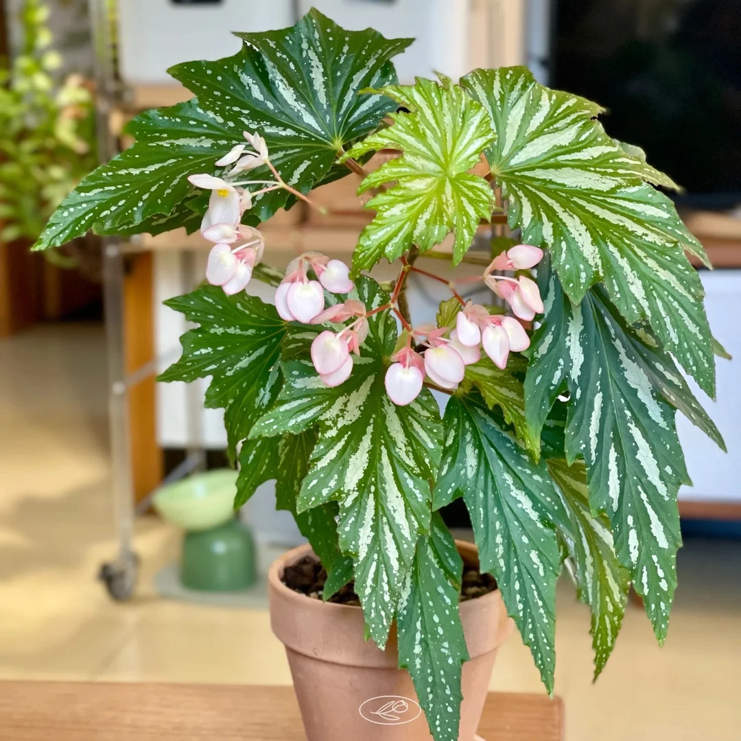 乌头杂竹节秋海棠好看好养耐热室内观赏网红ins风绿植