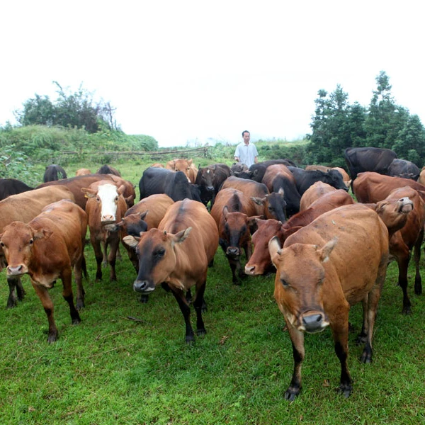 襄阳谷城农家散养黄牛牛肋排4斤现杀原产地顺丰发货