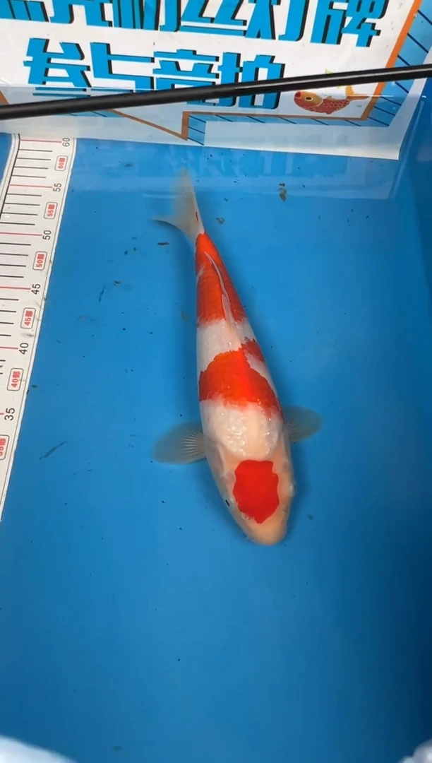 锦鲤隱****凡23号锦鲤鱼 红白 闪购