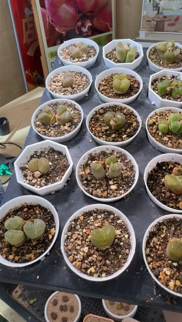 疯狂多肉石头353一盒