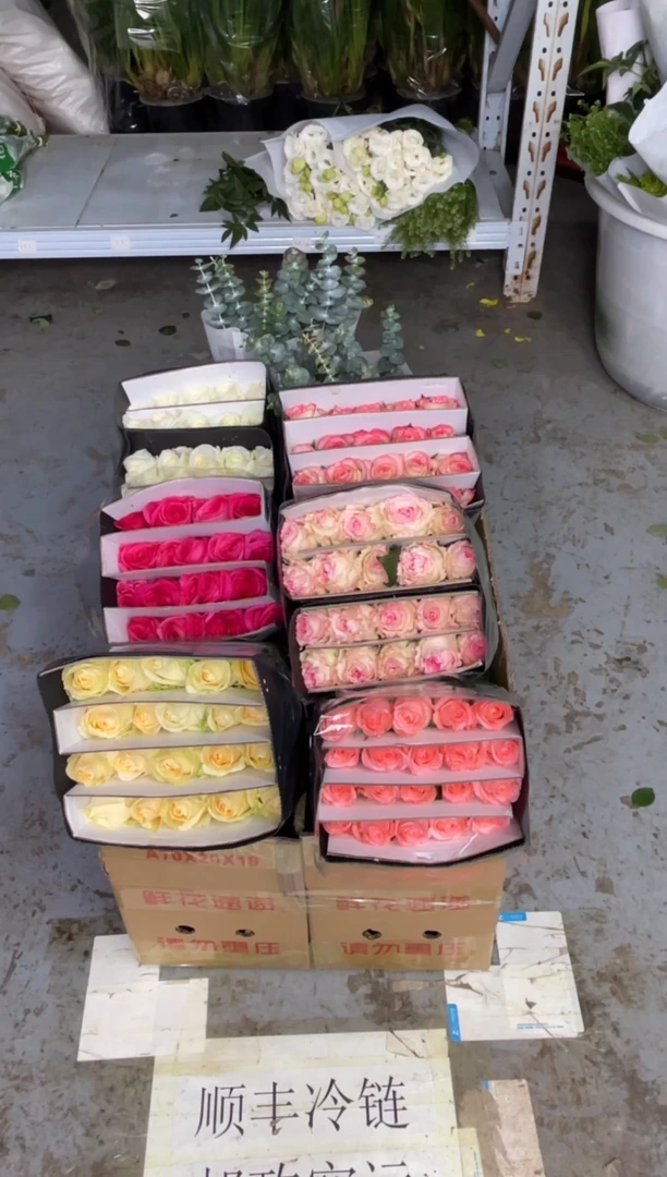 单头玫瑰60枝（任意3个品种）+尤加利