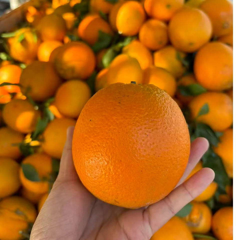 正宗南丹罗富脐橙新鲜手剥橙子当季新鲜水果现摘