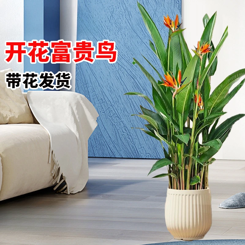 【顺丰送货上门】1.1-1.3米富贵鸟常年开花绿植室内吸甲醛四季开花