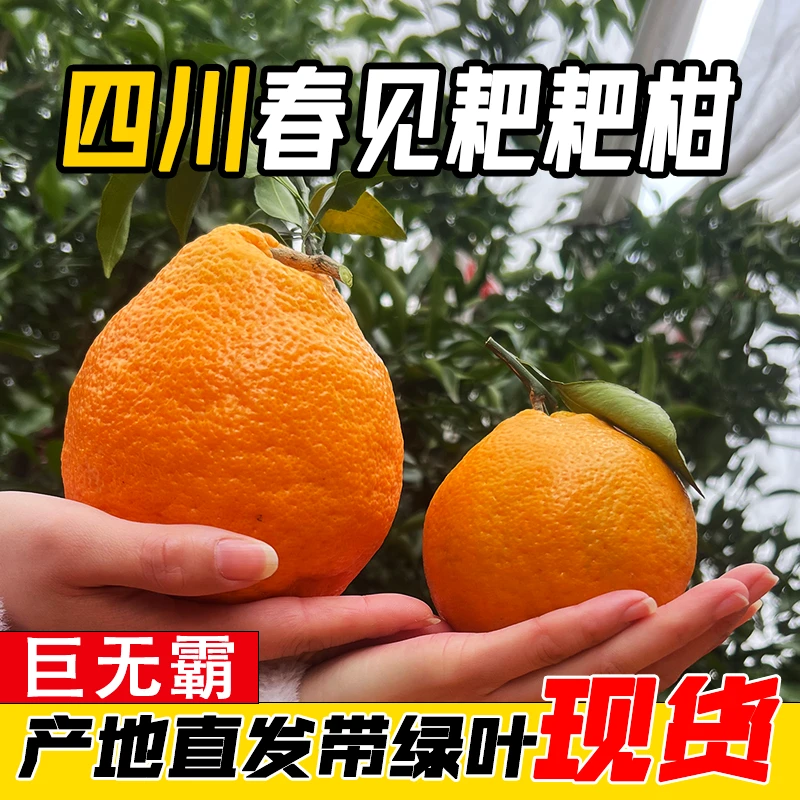 【巨无霸】正宗四川春见耙耙柑现摘现发应季新鲜爆汁水果精品彩箱