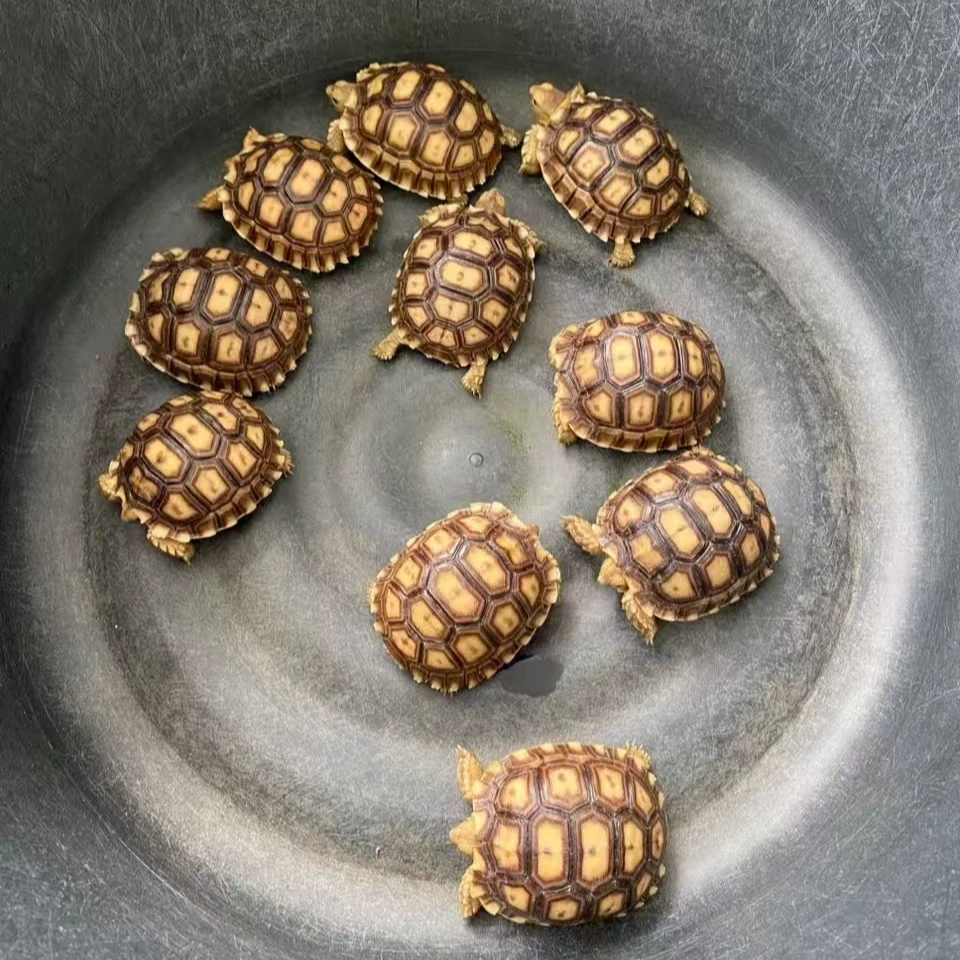 合法养殖宠物龟食草龟苏卡达活体活的5cm包邮包活包健康达人专享