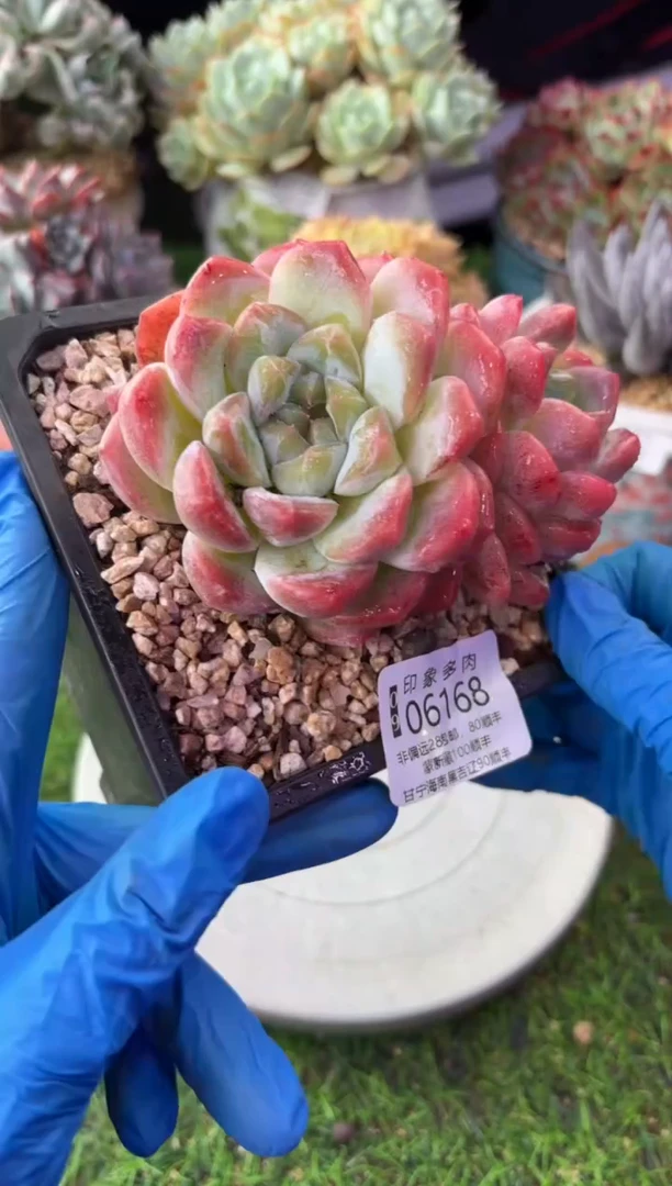 昆明印象多肉06168