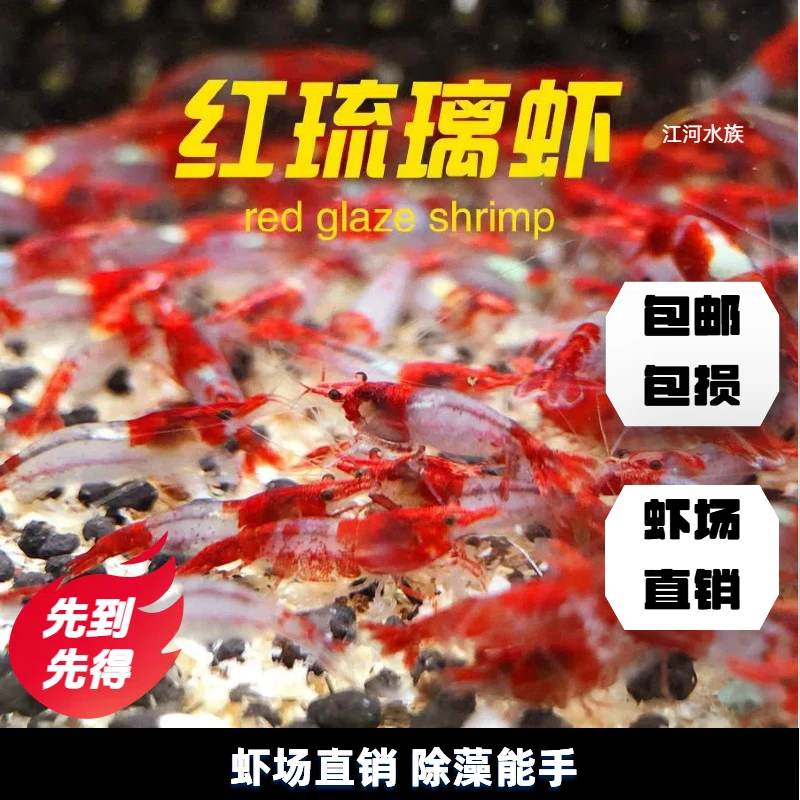 1.红琉璃虾淡水虾鱼缸除藻清洁工具虾新手宠物观赏虾红色