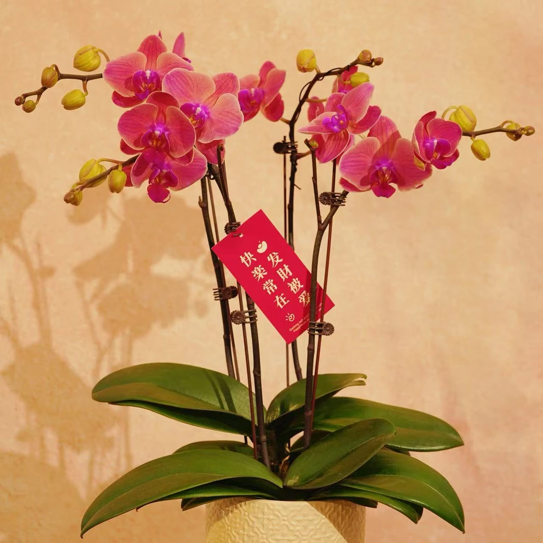 精选蝴蝶兰【小桔灯】复古色系 一花观多色 室内花卉绿植 基地直发