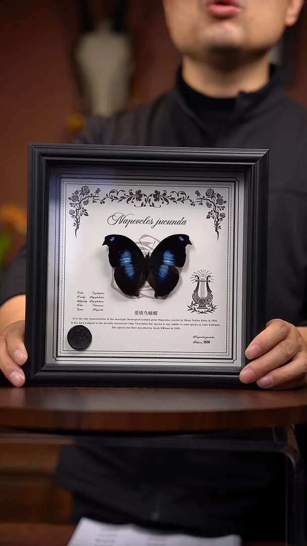 爱情鸟蛱蝶（常规）