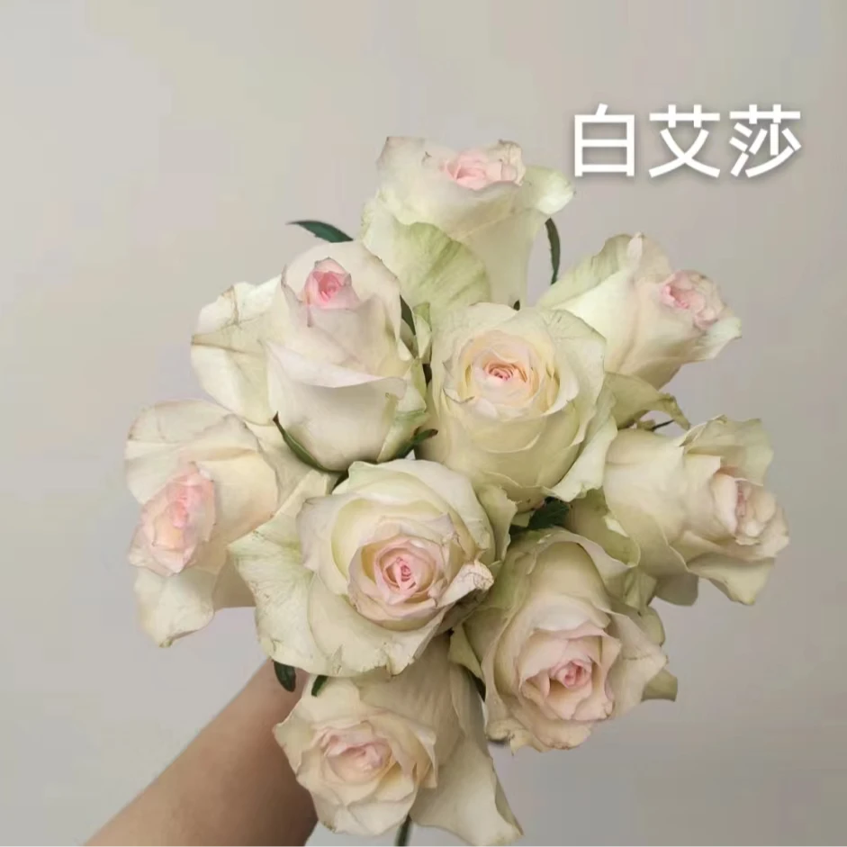 【白艾莎中苗】四季灌木