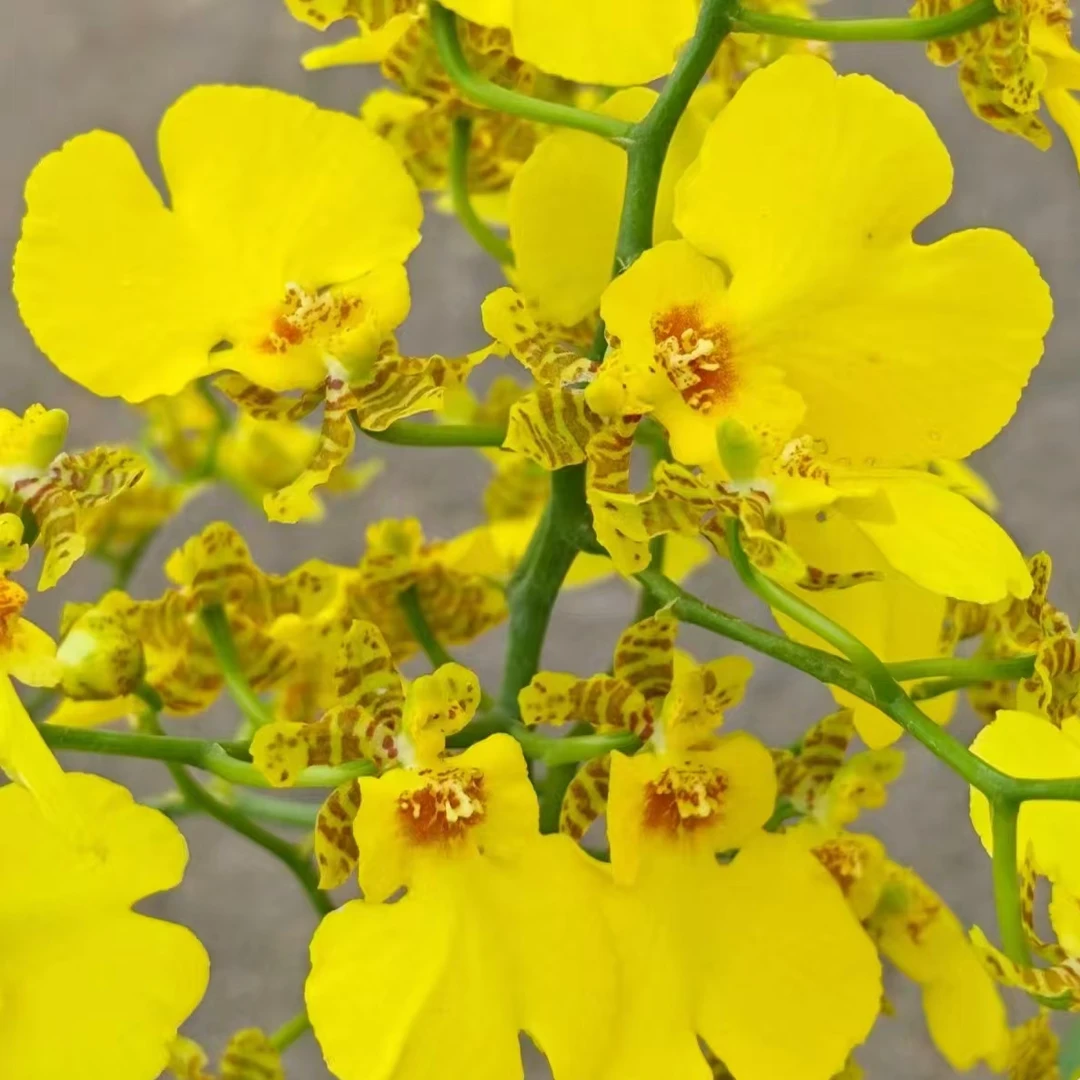 【蜜糖】文心兰跳舞兰品种室内盆栽易养护花期长