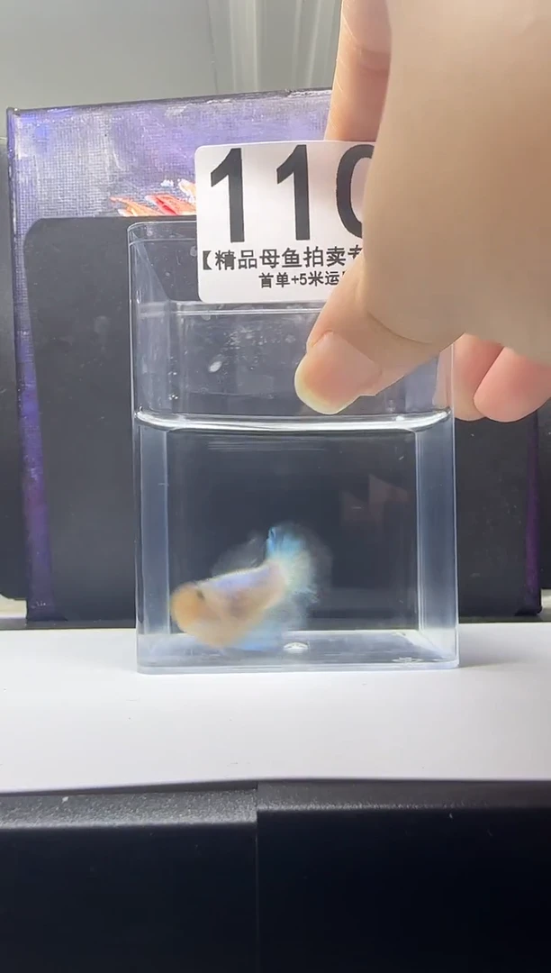 斗鱼母鱼编号：110