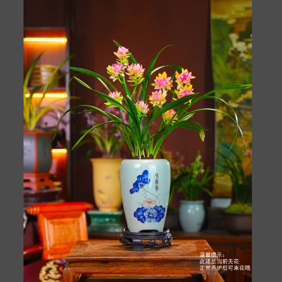 建兰奇花浓香【玉影牡丹】室内阳台好养兰花盆栽