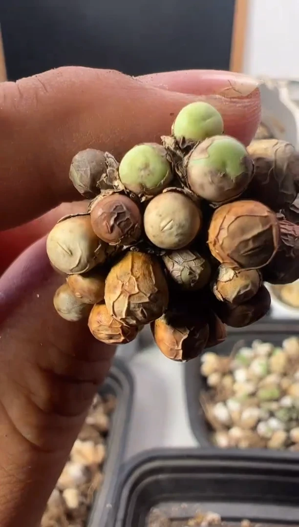 一物一拍          284