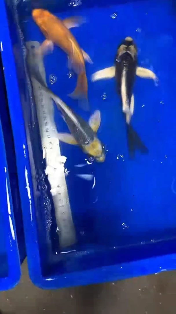 蝴蝶鲤?****?蝴蝶鲤直播选鱼专用链接