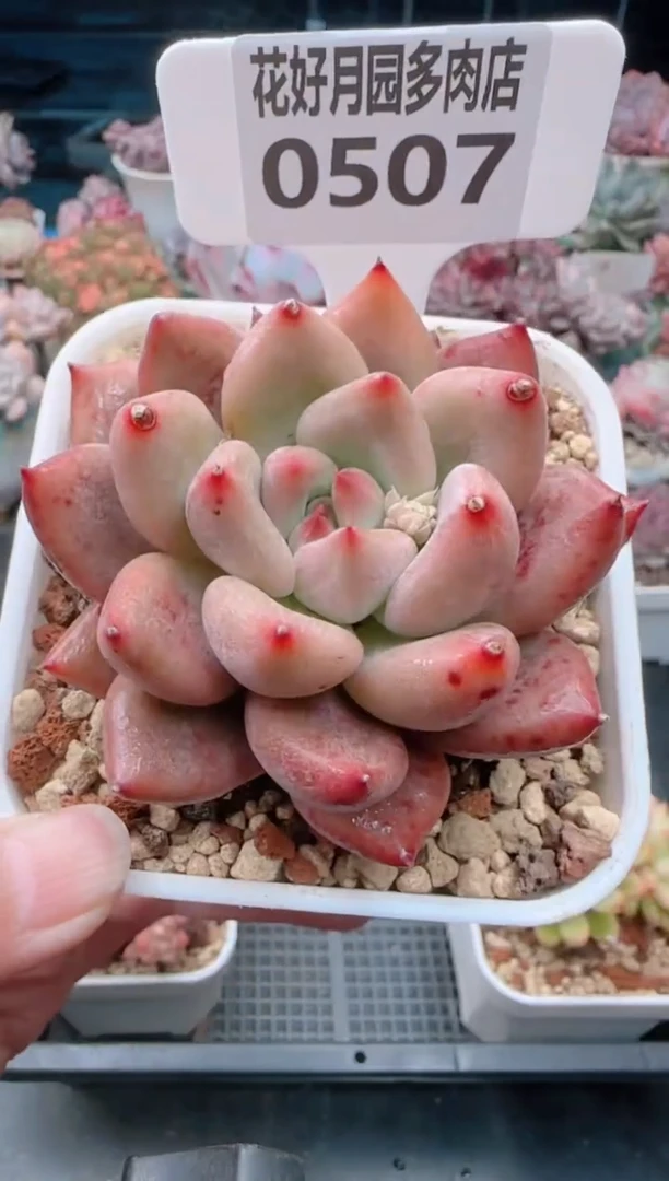 【闪购商品】0507.