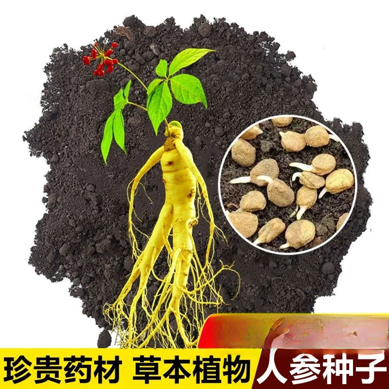春季必种】【店铺热销】长白山人参种子一年四季种植盆栽东北西洋参