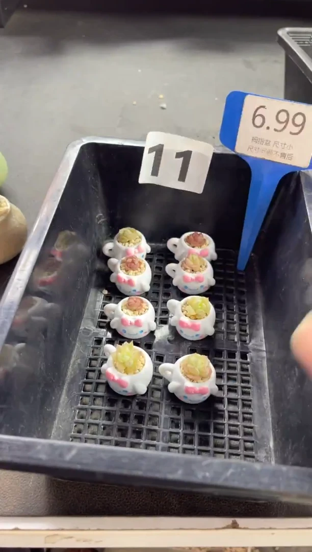 编号11小鼻嘎多肉玉桂狗发框中其中一盆