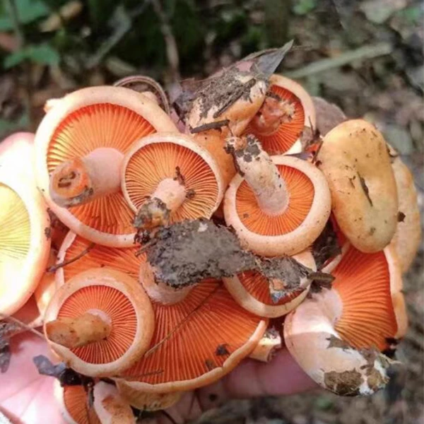 贵州新鲜黄菌松树菌野生大山现采野生黄枞菌蘑菇天采摘新鲜发货