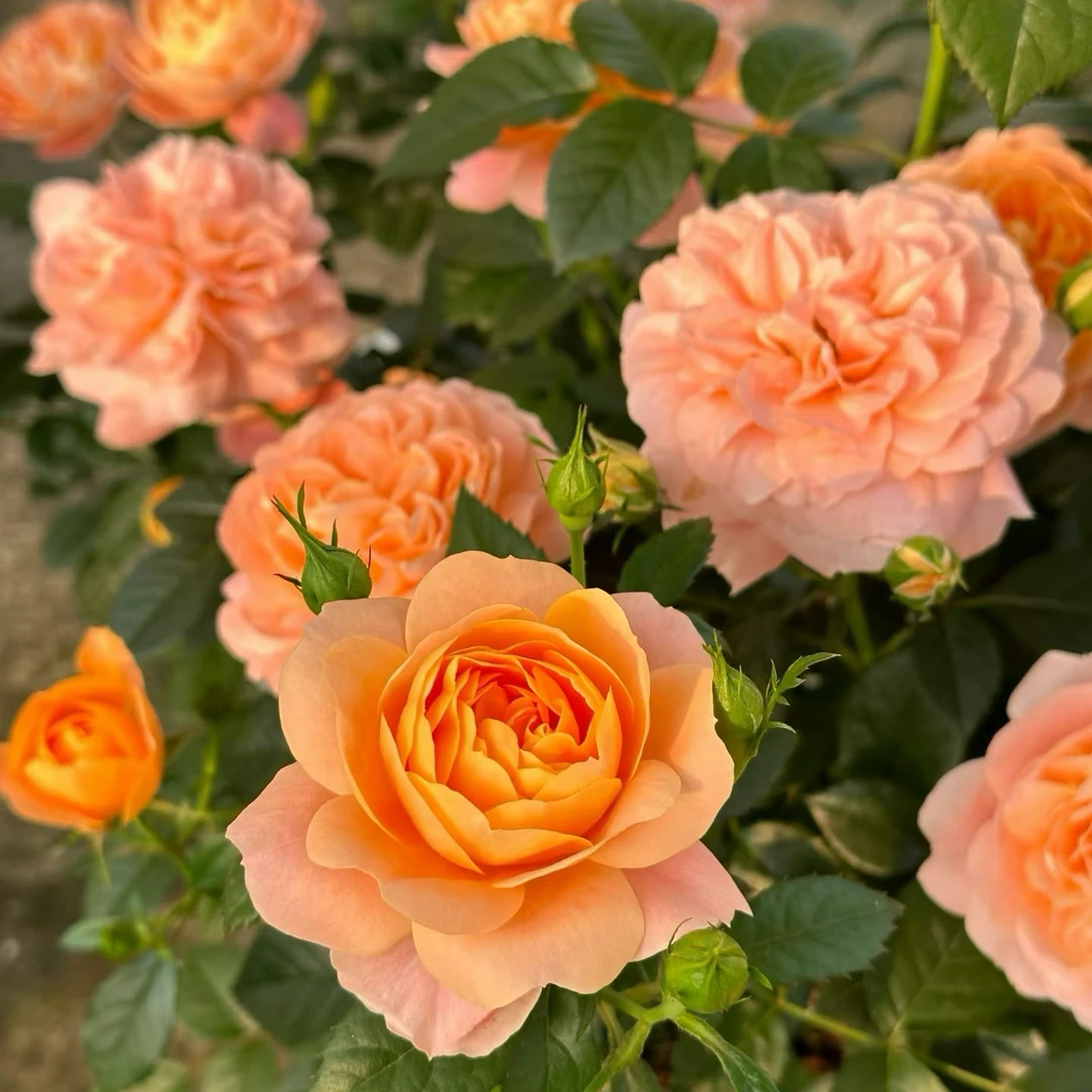 （月季）果汁阳台棒棒糖一加仑带盆带土发货