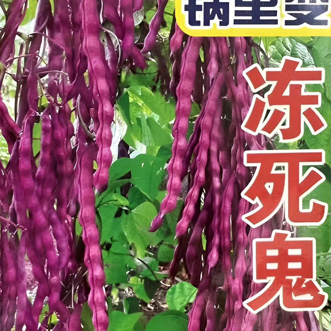 【冻死鬼豆角种子】家庭阳台小院盆栽地栽四季种植