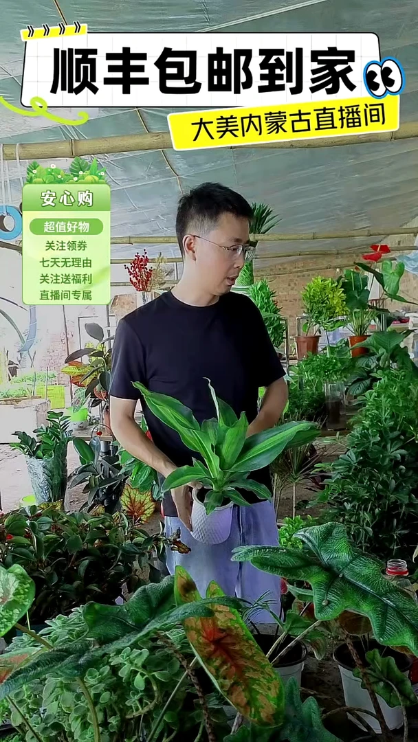 完全开放水培巴西铁