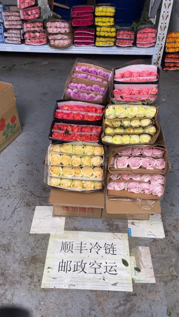 单头玫瑰60枝 （任意3个品种）