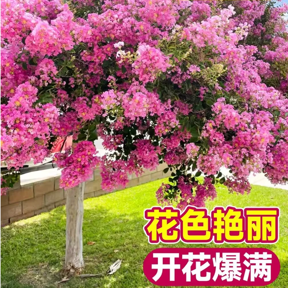 紫薇花树苗盆栽百日红花卉庭院老桩别墅室外绿化植物庭院四季大苗