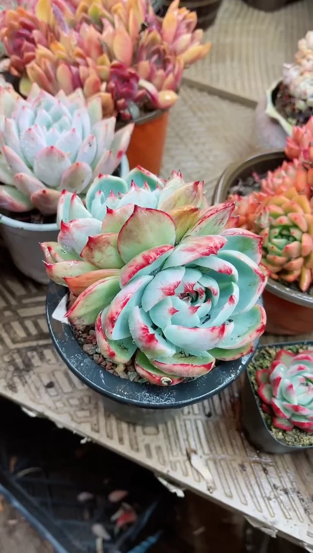 【闪购商品】19073多肉