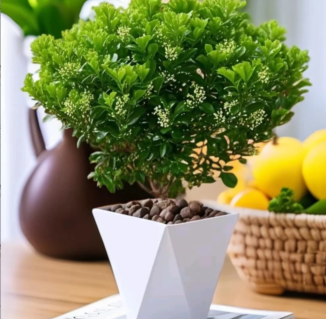 米兰盆栽四季开花浓香型花卉庭院室内好养驱蚊盆景亚